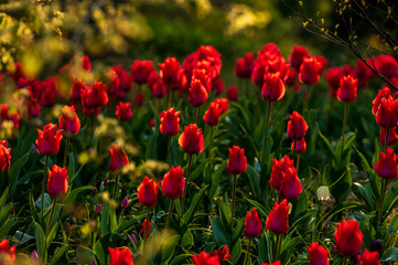 red tulips in sunrise