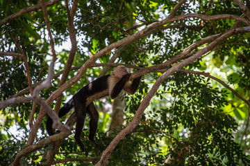 Wild Monkey sleeping