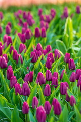 violet purple tulips in the garden