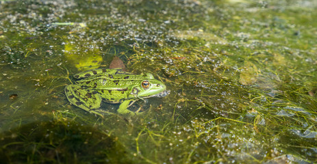 Edible frog, common water frog or green frog -  (Pelophylax esculentus or Pelophylax kl. esculentus)