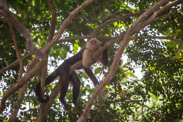 Wild Monkey interested