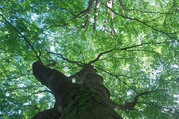 Buchenkrone