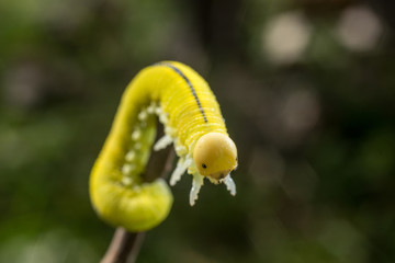 Green caterpillar with a black spots, wooden background.
