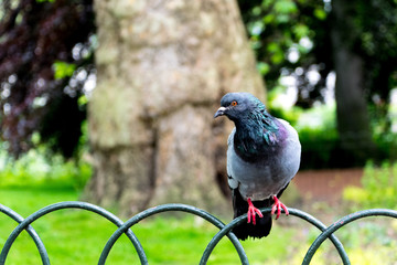 Common pigeon pearched on a fence