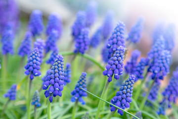  A group of blue flowers of grape hyacinth in the spring in the garden 