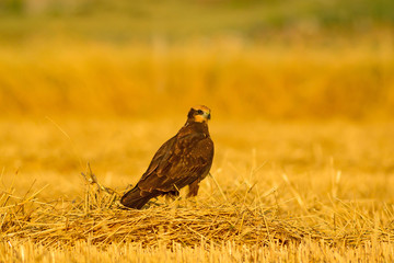 Wild bird. Yellow nature background. Bird: Western Marsh Harrier. Circus aeruginosus. 