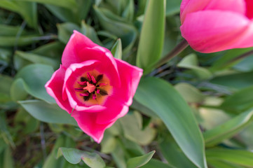 tulip in the garden