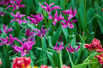 purple and green flowers in the garden