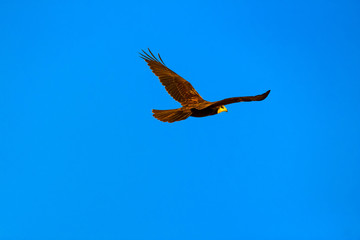 Fototapeta na wymiar Flying hawk. Blue sky background. Western Marsh Harrier. Circus aeruginosus.