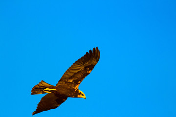 Flying hawk. Blue sky background. Western Marsh Harrier. Circus aeruginosus.