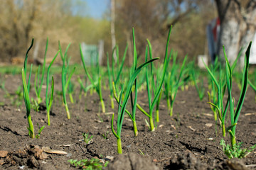 Garlic grows in the garden