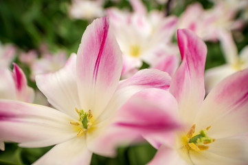 Fototapeta na wymiar pink and white flower close up