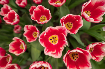 Obraz na płótnie Canvas red and white tulips from above