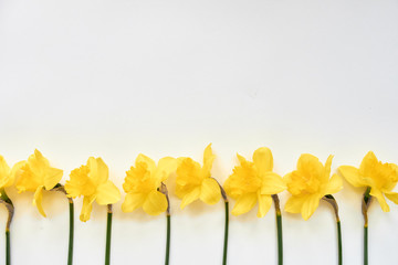 daffodils on a white background. Copyspace