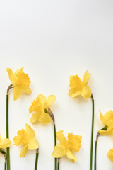 Fototapeta na wymiar daffodils on a white background. Copyspace