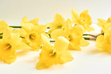 Naklejka na ściany i meble daffodils on a white background