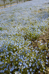 ネモフィラの丘