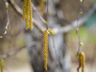 Catkins on a white birch tree in early spring