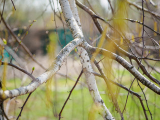 Catkins on a white birch tree in early spring