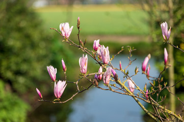 pink flowers of tree
