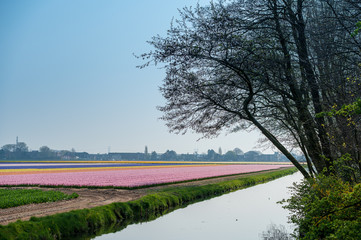 Field of pink tulips by a canal in Holland