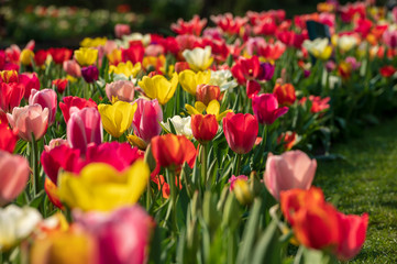 field of colorful tulips