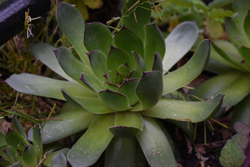 Planta tipo crasa, planta suculenta 