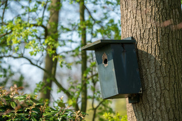 birdhouse on a tree