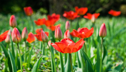 Bright spring tulip bud