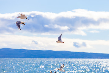 Gulls on a sunny Mediterranean beach