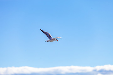 Gulls on a sunny Mediterranean beach