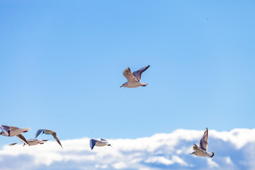 Gulls on a sunny Mediterranean beach