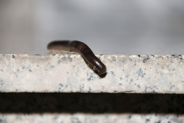 Millepiedi