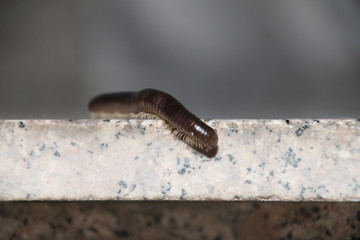 Millepiedi
