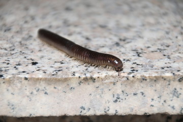 Millepiedi