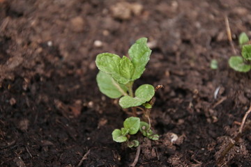 Piantina di menta