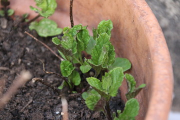 Piantina di menta