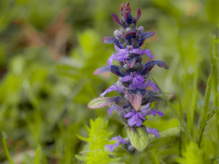 Fleur des champs violettes