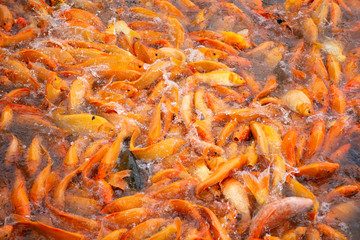 Fancy carp or Koi fish swimming at water pond in the garden of Zhongshan Park in Shantou, China