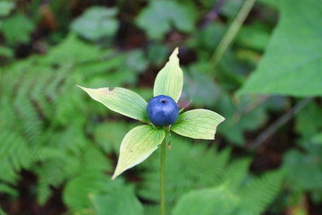 plant raven eyes in the green grass