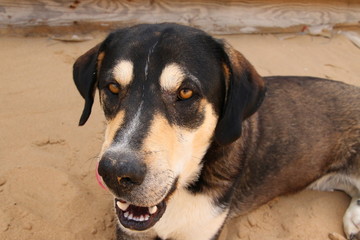 Cane al mare