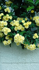 木香薔薇-モッコウバラ