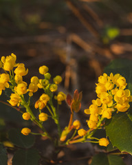 yellow flowers in a forest