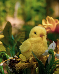 little yellow chick
