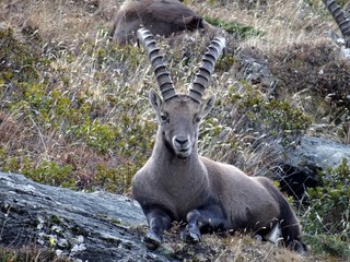 bouquetin in french Alpes