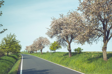 Słoneczne droga asfaltowa z kwitnącymi drzewami © Tomasz