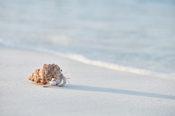 Hermit Crab on a beach