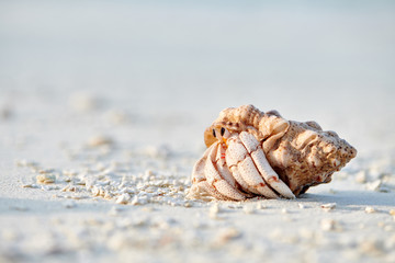 Hermit Crab on a beach