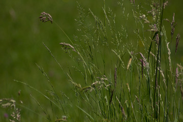  Meadow flowers in spring