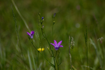  Meadow flowers in spring